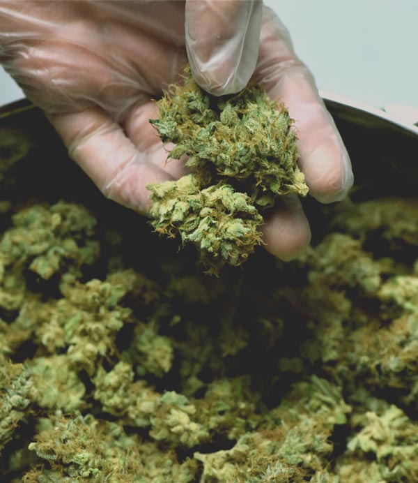 Handling Marijuana Plants for Medical Patients