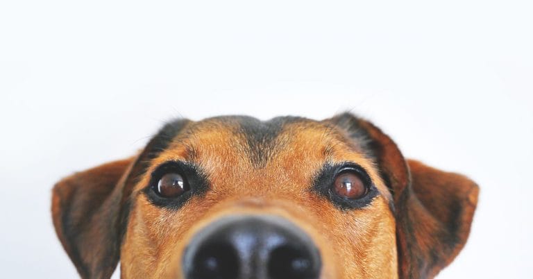 Gabby, Sadie Mae, and Olly – 3 Canines on Cannabis