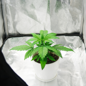 Essential Equipment for Home Cultivation